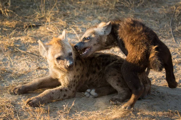 Hyänenwelpen Spielen Schmutz Während Der Trockenzeit Sonnenaufgangslicht Afrika — Stockfoto