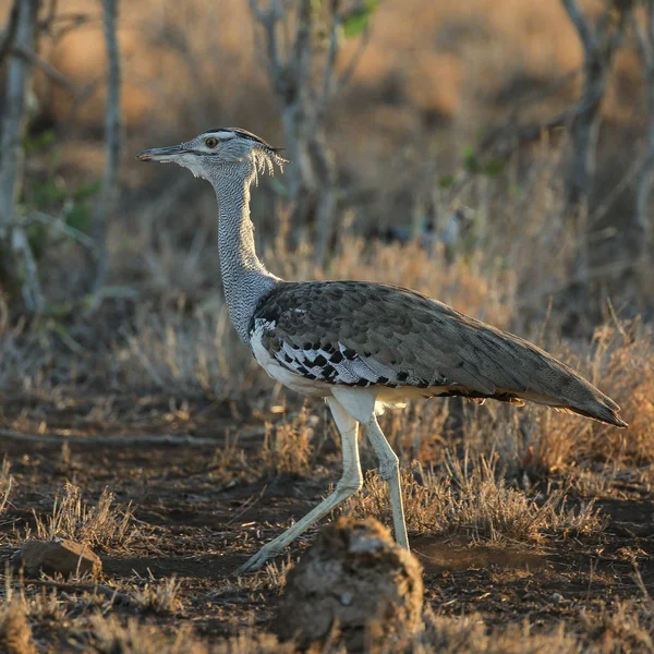 Kori Bustard Bird Strutting Tall Grass Kruger National Park — Stock Photo, Image