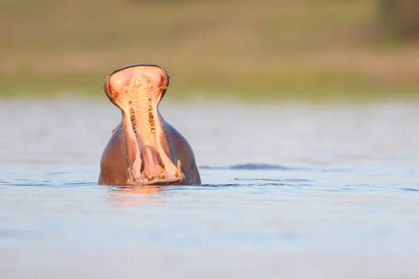 Hippopótamo Rio Parque Nacional Kruger África Sul — Fotografia de Stock