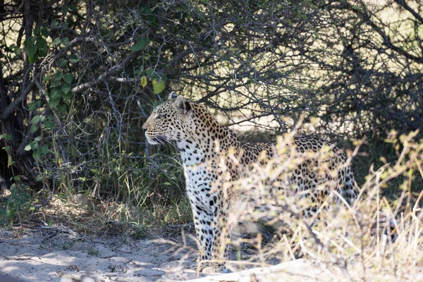 Leopardo Hembra Caminar Través Arbustos Árboles Mientras Busca Cachorro África — Foto de Stock