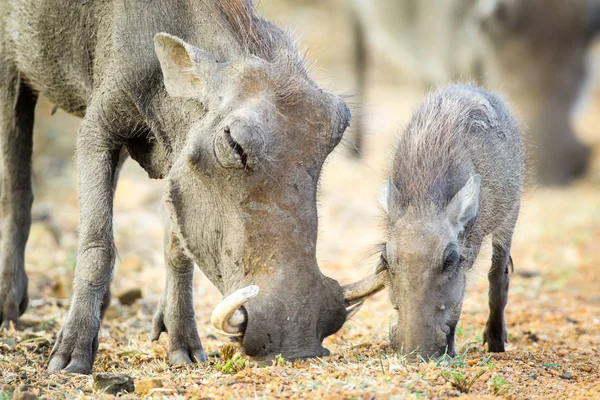 Baby Szülő Varacskos Disznók Étkezési Száraz Kruger Nemzeti Park — Stock Fotó