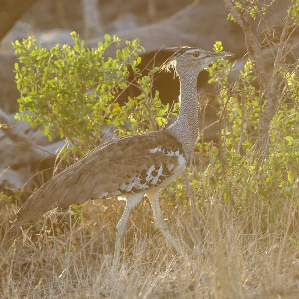 Kori Olbrzymi Ptak Dumnie Wysokiej Trawie Kruger National Park — Zdjęcie stockowe