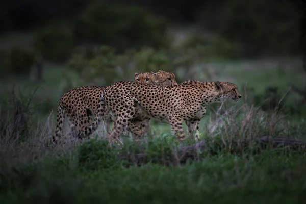 クルーガー国立公園 南アフリカ共和国が一緒に 狩りに準備するチーターの群れの珍しい目撃 — ストック写真