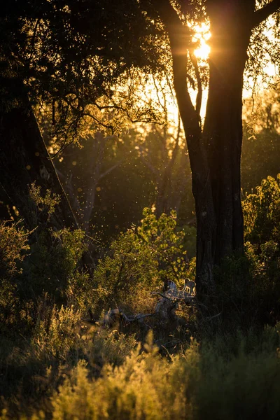 Zachód Słońca Drzewami Pierwszym Planie Czyste Niebo Tle Afryka — Zdjęcie stockowe