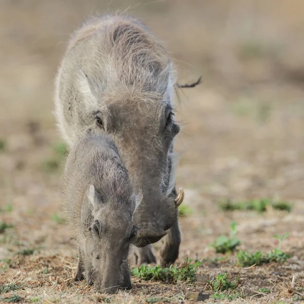 Baby Szülő Varacskos Disznók Étkezési Száraz Kruger Nemzeti Park — Stock Fotó