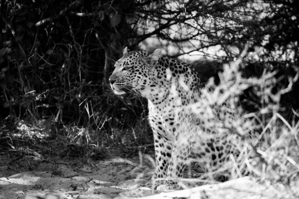 Female Leopard Walking Bush Tree While Looking Cub Africa — Stock Photo, Image