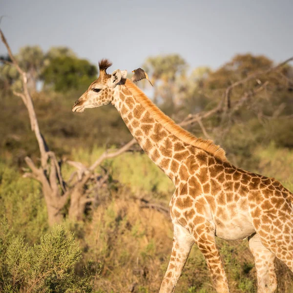 Giraffen Över Savannen Kruger National Park Afrika — Stockfoto