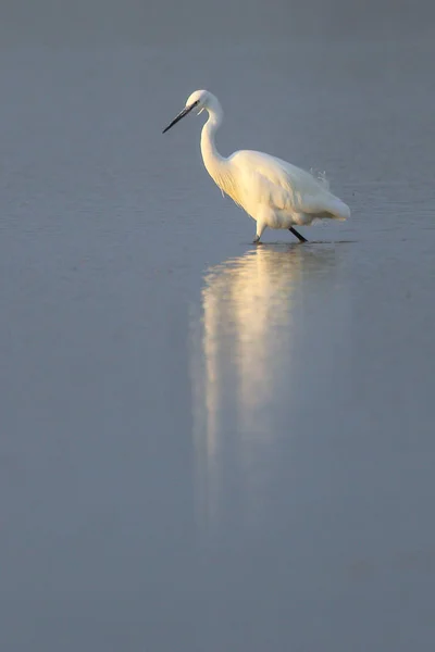 Seidenreiher Nationalpark — Stockfoto