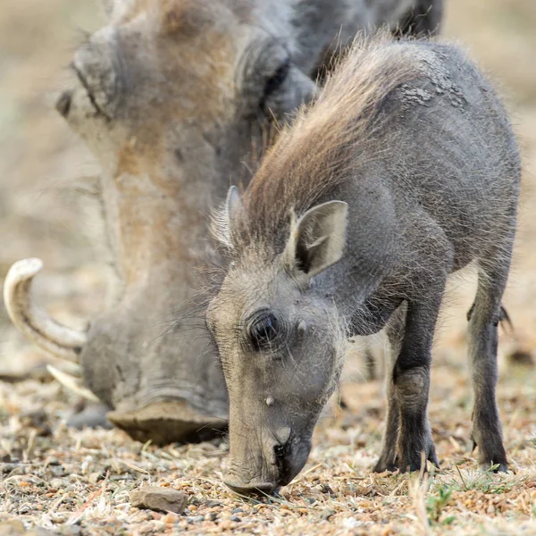 Baby Szülő Varacskos Disznók Étkezési Száraz Kruger Nemzeti Park — Stock Fotó