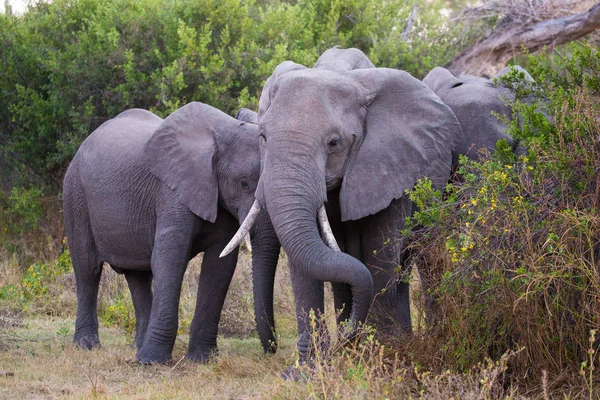 Elefantes Africanos Caminando Por Los Arbustos Parque Nacional Kruger Sudáfrica — Foto de Stock