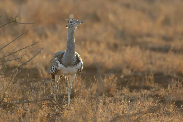 Kori Olbrzymi Ptak Dumnie Wysokiej Trawie Kruger National Park — Zdjęcie stockowe