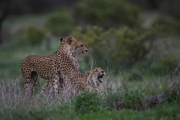 Birlikte Kruger National Park Güney Afrika Avlamak Hazırlanıyor Çitalar Grubu — Stok fotoğraf