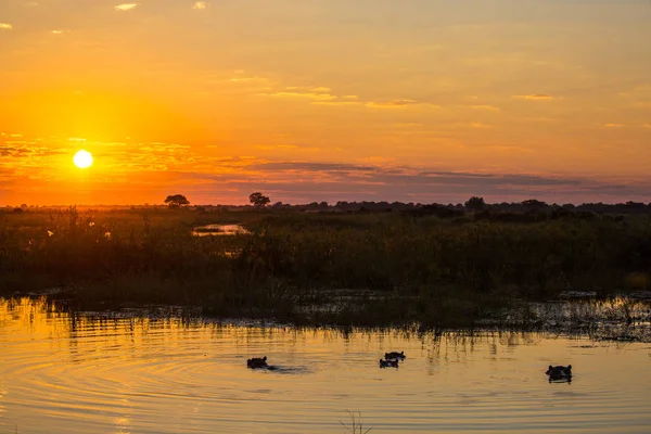 Família Hipopótamos Água Pôr Sol África — Fotografia de Stock