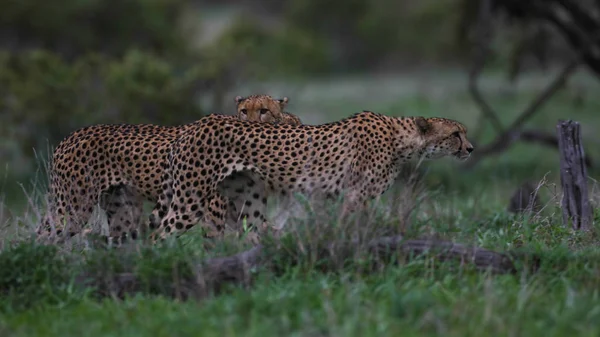 Raro Avvistamento Gruppo Ghepardi Che Preparano Cacciare Insieme Kruger National — Foto Stock