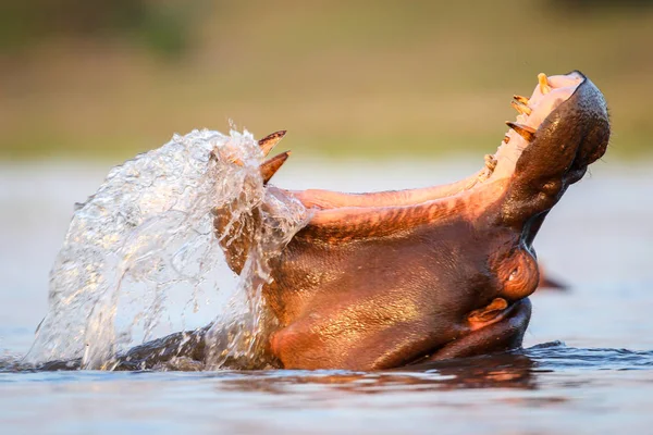 Hippopotamus Floden Kruger National Park Sydafrika — Stockfoto