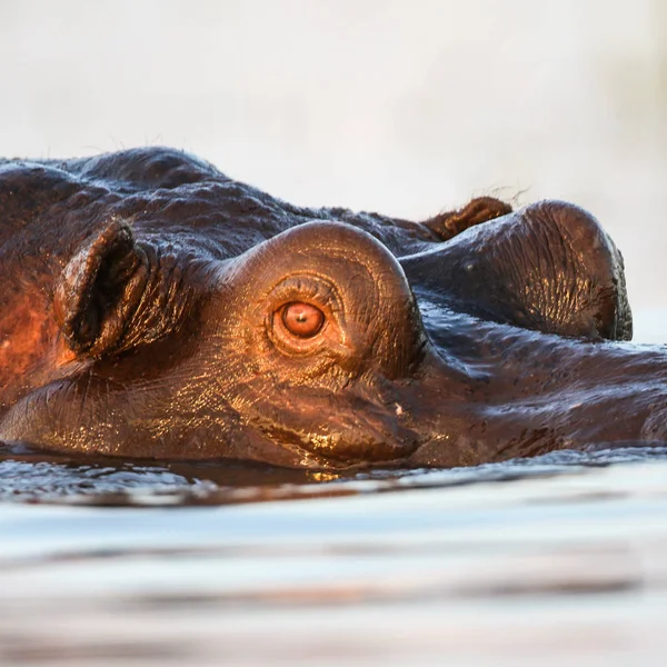 Hippopotamus Floden Kruger National Park Sydafrika — Stockfoto