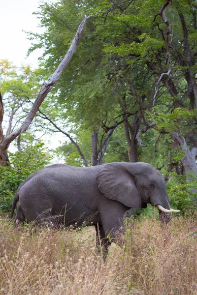 Elefante Africano Caminando Por Los Arbustos Parque Nacional Kruger Sudáfrica — Foto de Stock