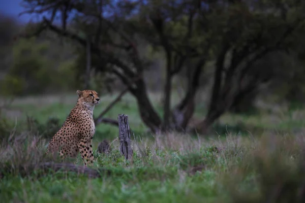 Guepardo Solitario Descansando Hierba Que Mantiene Ojo Hacia Fuera Para — Foto de Stock