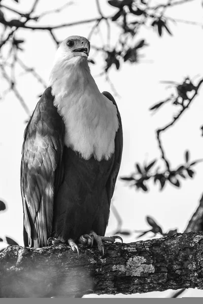 Portrait African Fish Eagle Head — Stock Photo, Image