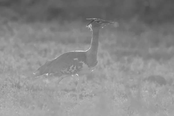 Strusia Chodzenie Krzew Zachodzie Słońca Park Narodowy Krugera — Zdjęcie stockowe