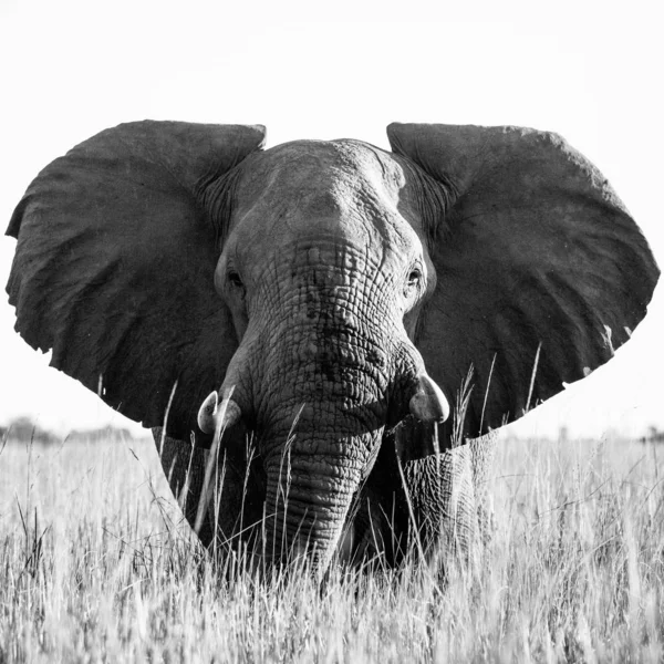 Foto Bianco Nero Elefante Africano Che Mangia Erba Che Cresce — Foto Stock