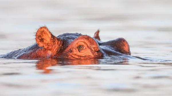 Hippopotamus Řece Kruger National Park Jižní Afrika — Stock fotografie