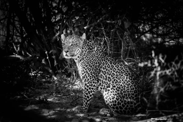Black and white photo of Leopard female sitting on ground, Africa