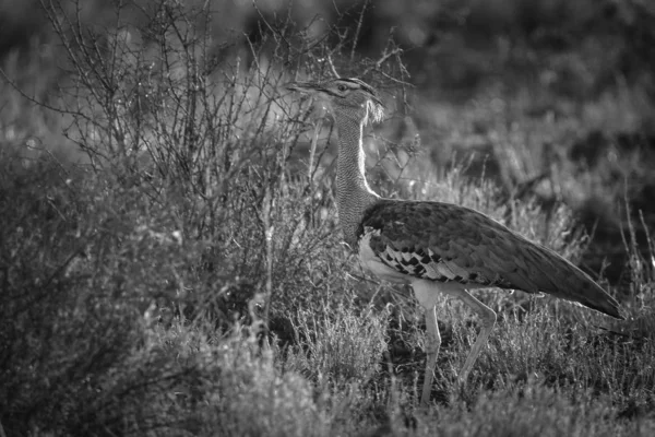 Kori Bustard Fågel Struttade Genom Högt Gräs Kruger National Park — Stockfoto