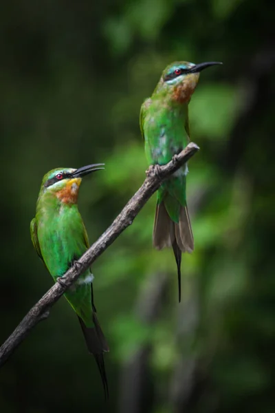 Pair Blue Cheeked Bee Eaters Perched Branch Green Background — Stock Photo, Image