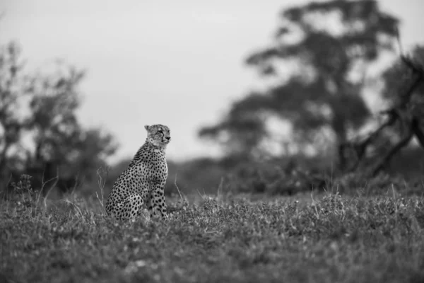 Black and white photo of Lone cheetah resting on grass what keeping an eye out for prey, Kruger National Park, South Africa