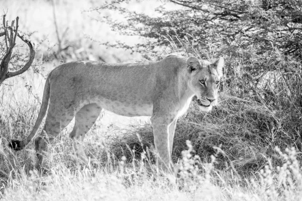 Lioness Járás Bár Magas Vadászat Közben Élelmiszer Dél Afrika — Stock Fotó