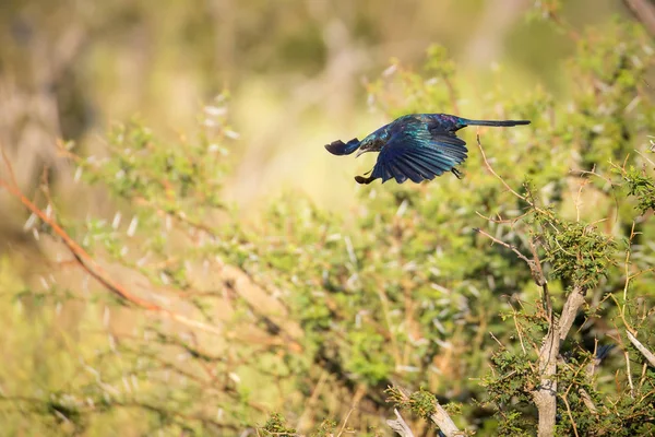 Primo Piano Bellissimo Uccello Sfondo — Foto Stock