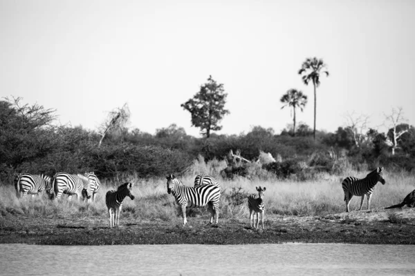 Black White Photo Herd Zebras Walking River Full Water Africa — Stock Photo, Image