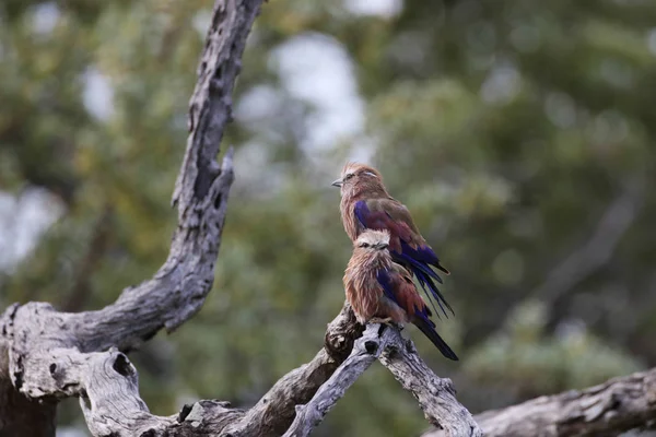 Пара Пурпурного Ролики Доглядав Мертвій Гілці Дерева Національний Парк Крюгер — стокове фото