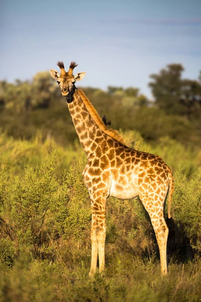 Giraff Stående Öppen Bush Letar Fara Afrika — Stockfoto