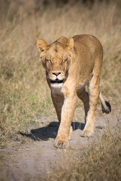 Lioness Járás Bár Magas Vadászat Közben Élelmiszer Dél Afrika — Stock Fotó