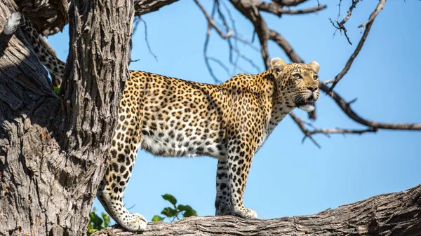 stock image Female leopard on a tree in Kruger National Park, Africa