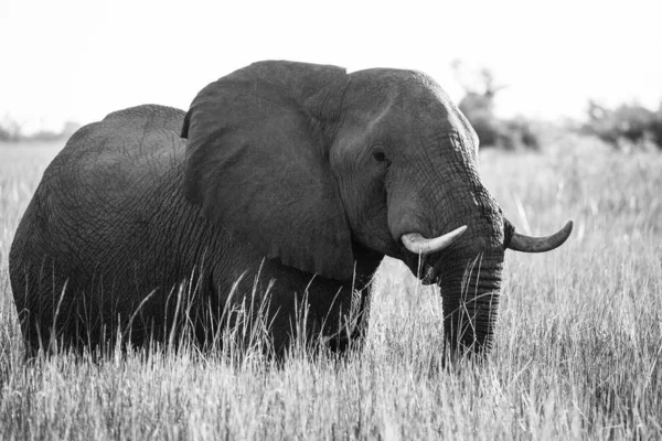 オカバンゴ湿地帯 ボツワナで育つ草を食べるアフリカ象の黒と白の写真 ロイヤリティフリーのストック画像