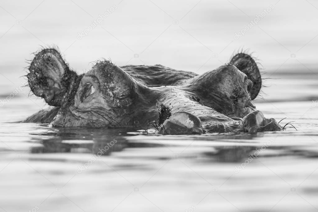 Hippopotamus in river , Kruger National Park, South Africa 