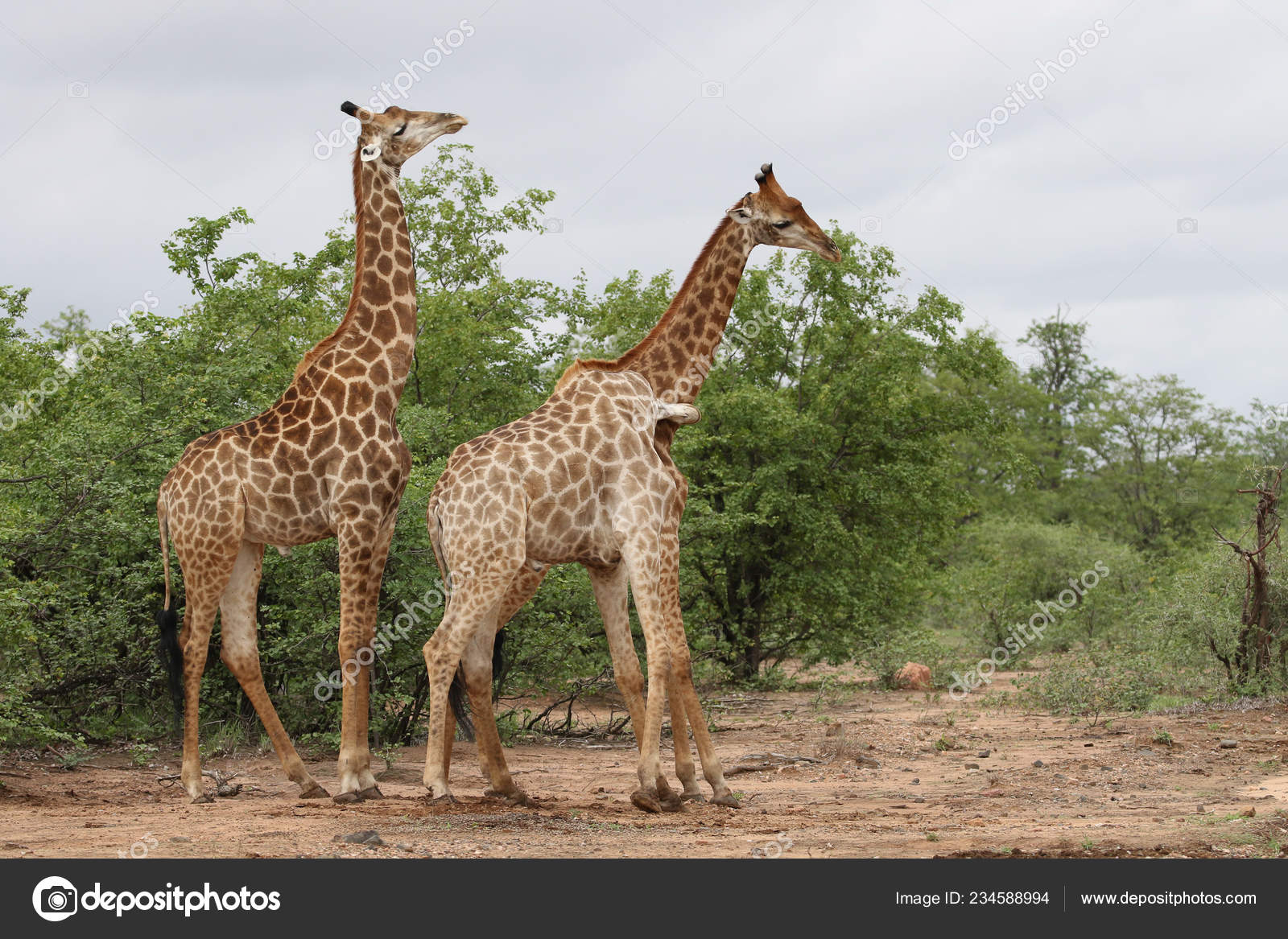African Giraffes Fighting Long Necks Safari Kruger National Park — Stock  Photo © JMxImages #234588994, image size:1600x1167