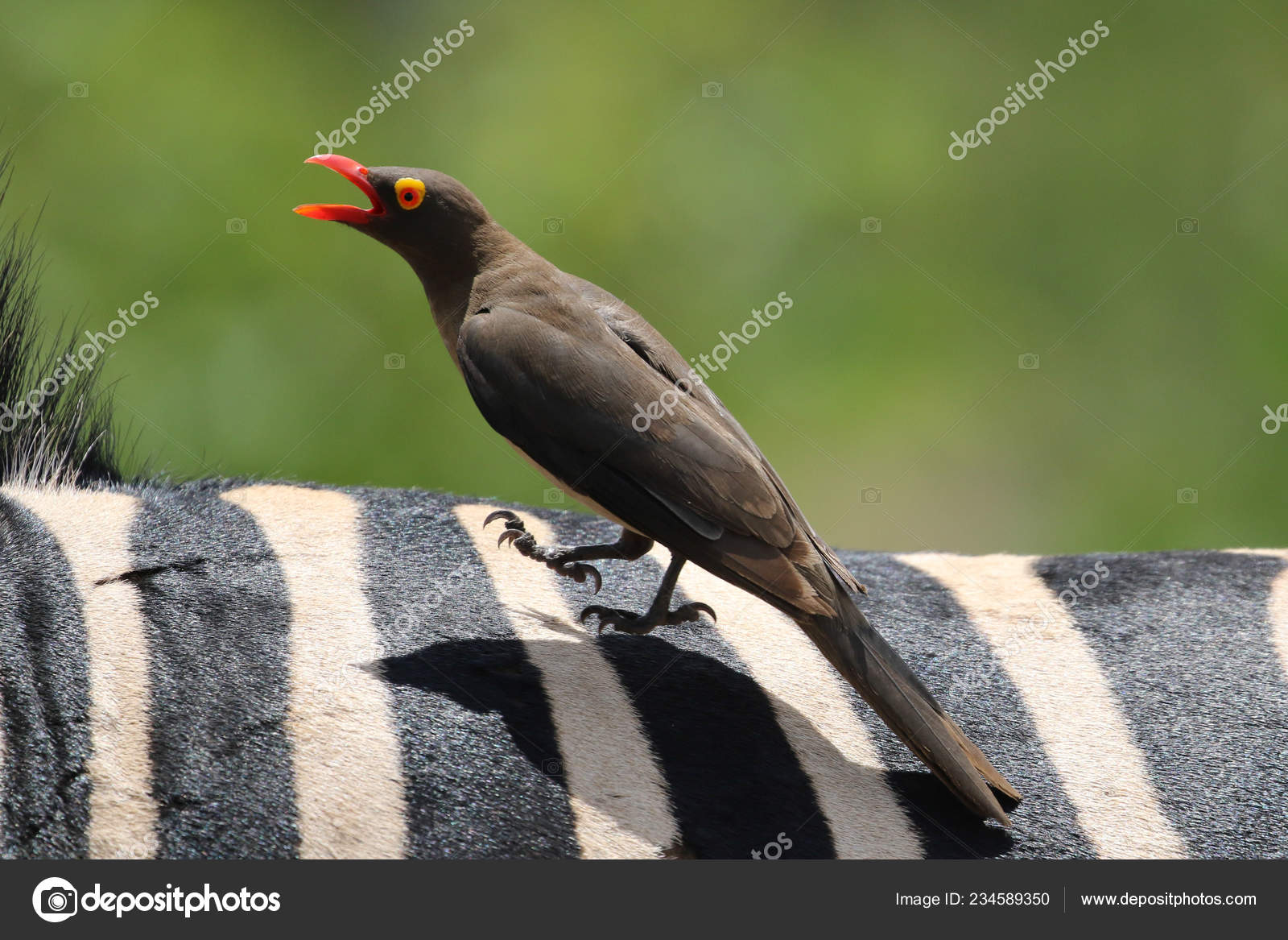 Noir Blanc Rayures Zèbre Comme Perchoir Pour Oiseau
