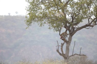 Nesli tükenmekte olan leopar uzak ağaçta asılı bir Impala öldürmek, dağlar ve gökyüzü arka planda, Kruger National Park, Güney Afrika