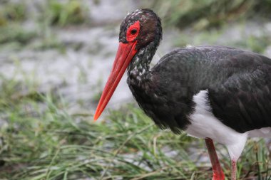 Siyah balıkçıl kuş avcılık balık nehir, Kruger National Park, Güney Afrika  