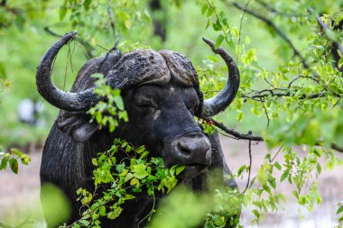 Uzun boynuzları ile eski erkek Cape buffalo boğa , Güney Afrika