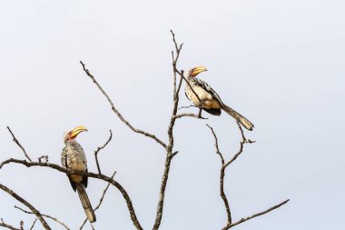 Arka planda bulutlu gökyüzü olan ölü ağaç dalına sarı gagalı boynuz gagaları, Kruger Ulusal Parkı, Güney Afrika