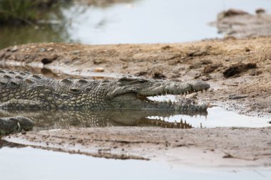 Nehir suyunda yatan tehlikeli Nil timsahı, Kruger Ulusal Parkı, Güney Afrika 