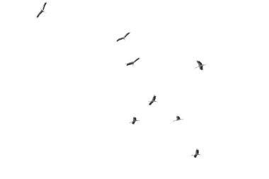 Güvenli termal akımlar üzerinde farklı yönlerde uçan beyaz leylek sürüsü, Kruger Milli Parkı, Güney Afrika 