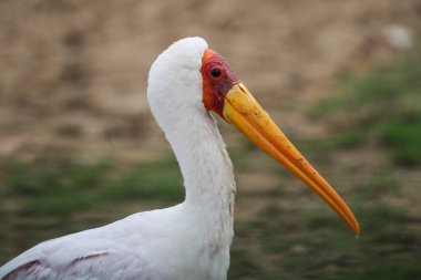 Yellow-billed stork bird at river, Kruger National Park, South Africa 
