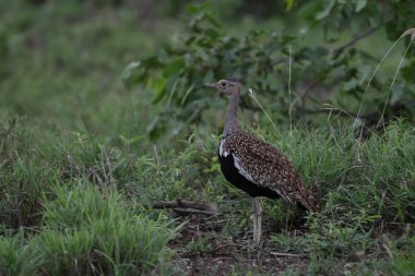 Kara karınlı korhaan yürüyüş uzun otların, Kruger National Park, Güney Afrika 