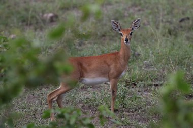Çimenli alanda büyük kulakları ile küçük duiker antilop, Kruger Milli Parkı